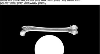 Media type: image;   Mammalogy 61573